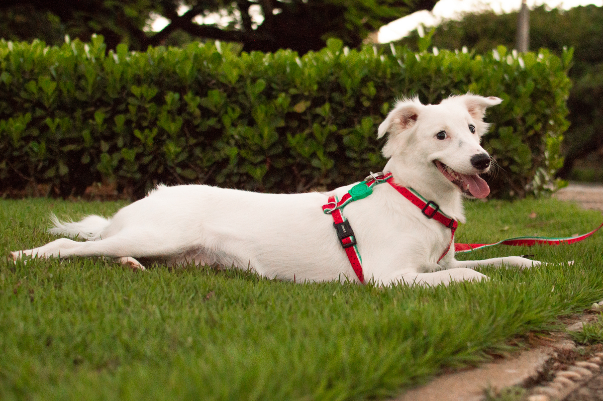 ensaio pet em natal, ensaio pet em natal/rn, fotografia pet, fotografia pet em natal, fotografia pet em natal/rn, fotografia de cães, natal/rn