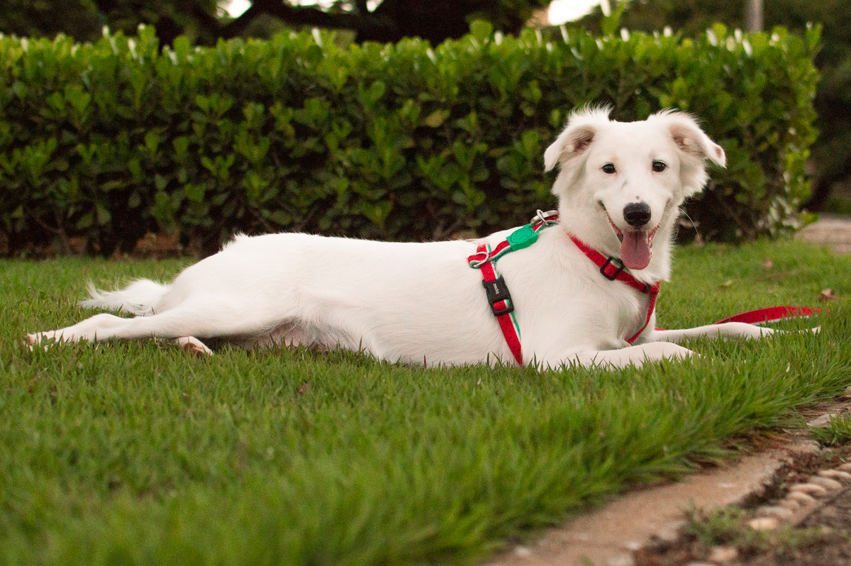 ensaio pet em natal, ensaio pet em natal/rn, fotografia pet, fotografia pet em natal, fotografia pet em natal/rn, fotografia de cães, natal/rn