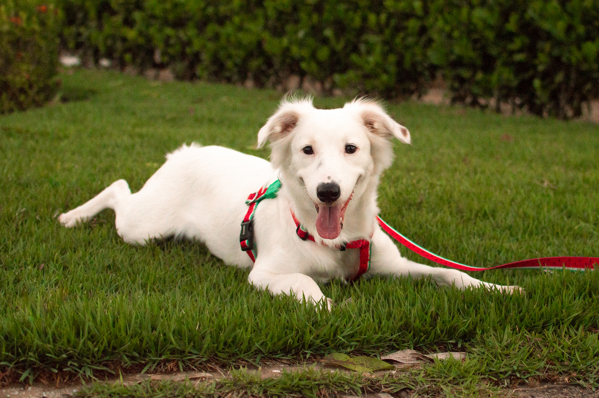 ensaio pet em natal, ensaio pet em natal/rn, fotografia pet, fotografia pet em natal, fotografia pet em natal/rn, fotografia de cães, natal/rn