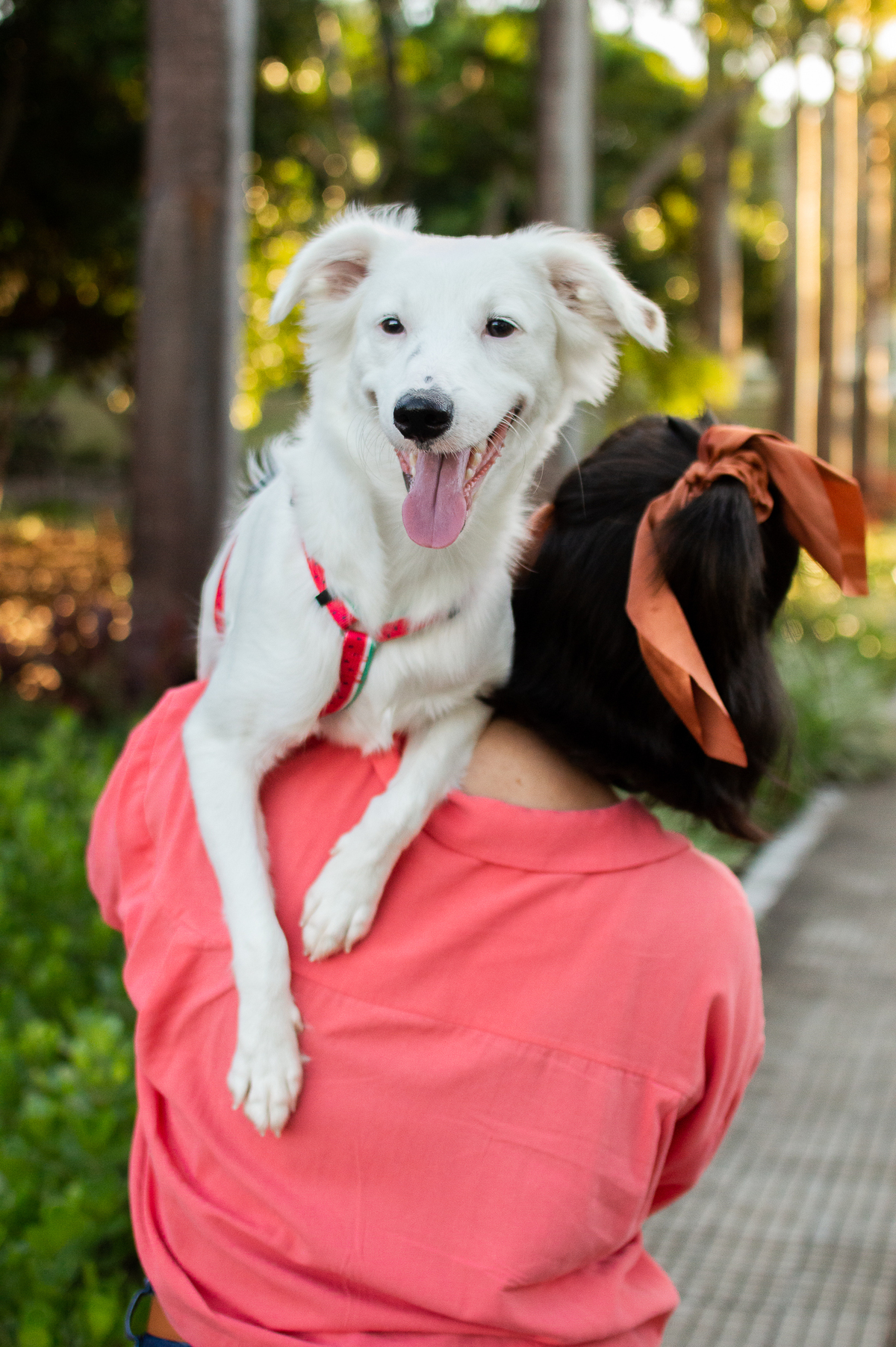 ensaio pet em natal, ensaio pet em natal/rn, fotografia pet, fotografia pet em natal, fotografia pet em natal/rn, fotografia de cães, natal/rn