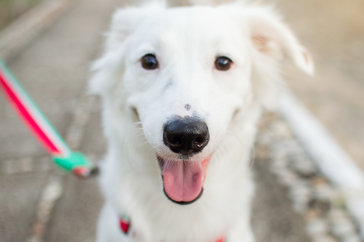 ensaio pet em natal, ensaio pet em natal/rn, fotografia pet, fotografia pet em natal, fotografia pet em natal/rn, fotografia de cães, natal/rn