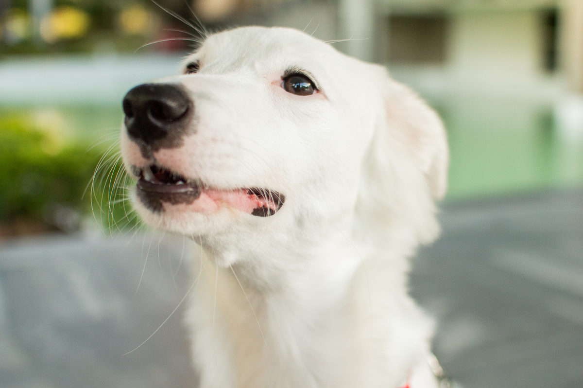 ensaio pet em natal, ensaio pet em natal/rn, fotografia pet, fotografia pet em natal, fotografia pet em natal/rn, fotografia de cães, natal/rn