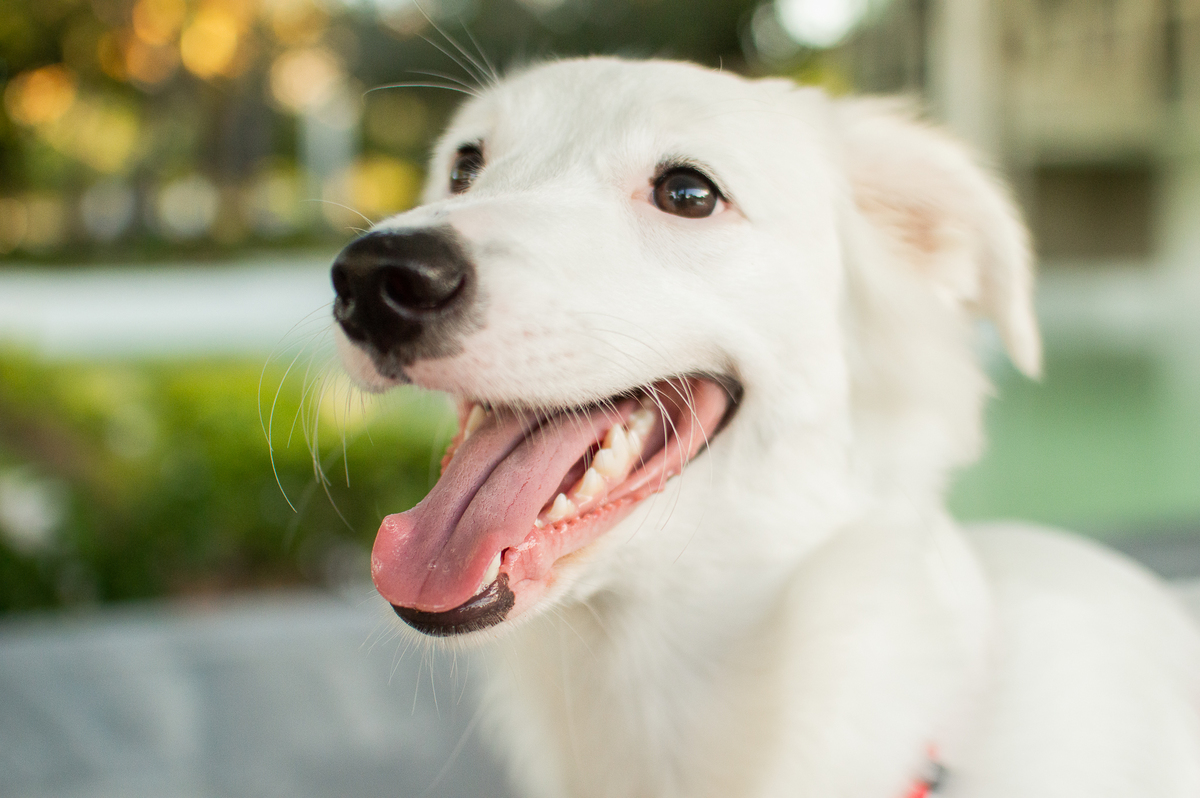 ensaio pet em natal, ensaio pet em natal/rn, fotografia pet, fotografia pet em natal, fotografia pet em natal/rn, fotografia de cães, natal/rn