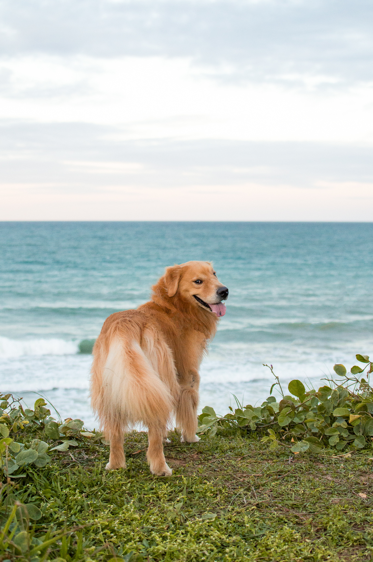 Ensaio Pet em Natal, Ensaio Pet em Natal/RN, Natal/RN, Fotógrafo Pet em Natal, Ensaio Via Costeira, Ensaio de família em Natal, Ensaio de família com cachorro