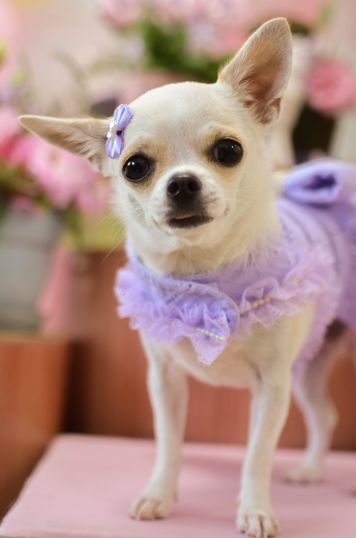 aniversário pet, natal rn, festa pet em natal, aniversario pet em natal, bolo pet, comemoração, evento pet, fotografa pet em natal rn, fotografia pet, fotografia de cães, fotógrafa pet, fotografia de cães em natal