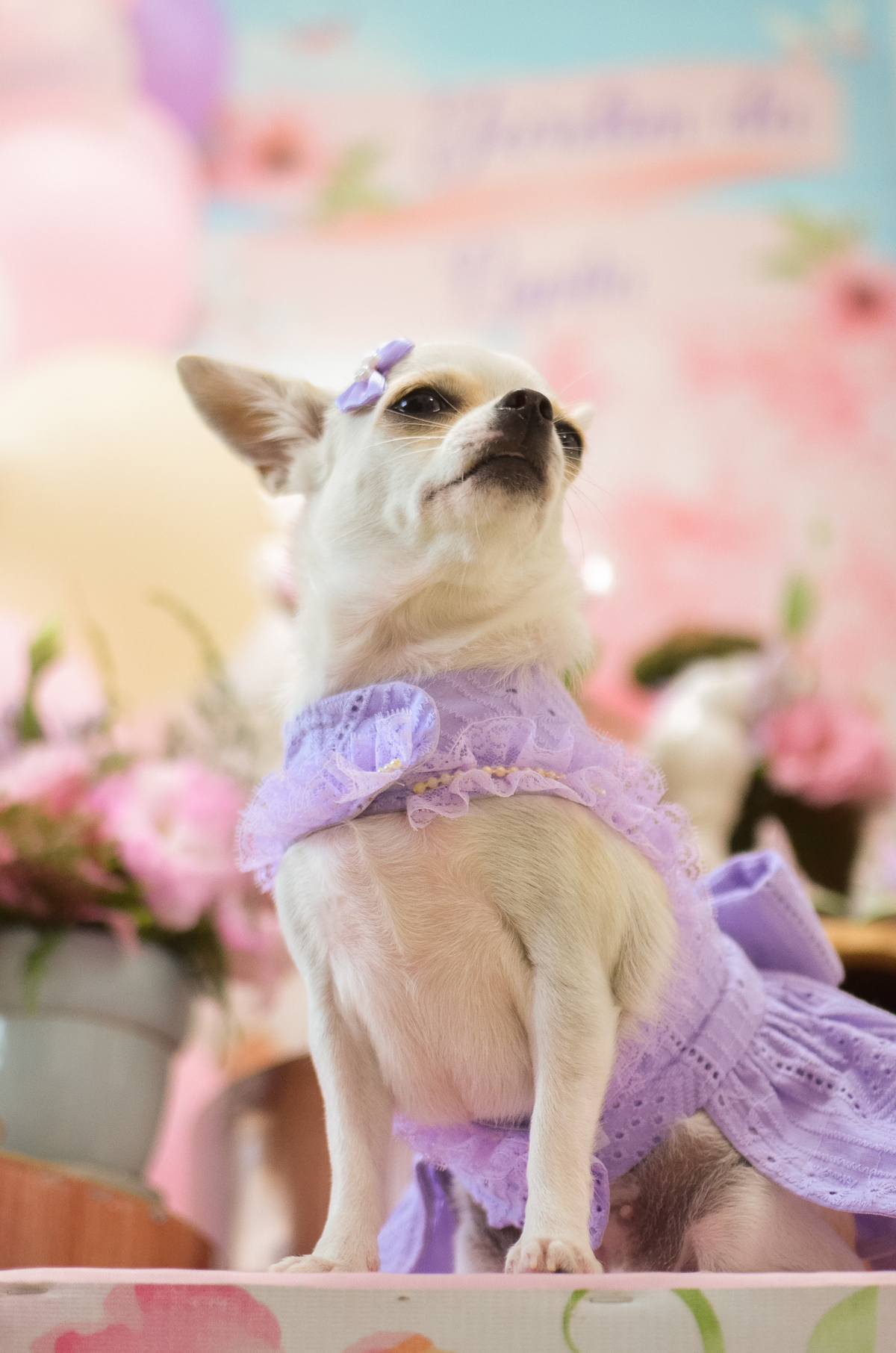 aniversário pet, natal rn, festa pet em natal, aniversario pet em natal, bolo pet, comemoração, evento pet, fotografa pet em natal rn, fotografia pet, fotografia de cães, fotógrafa pet, fotografia de cães em natal