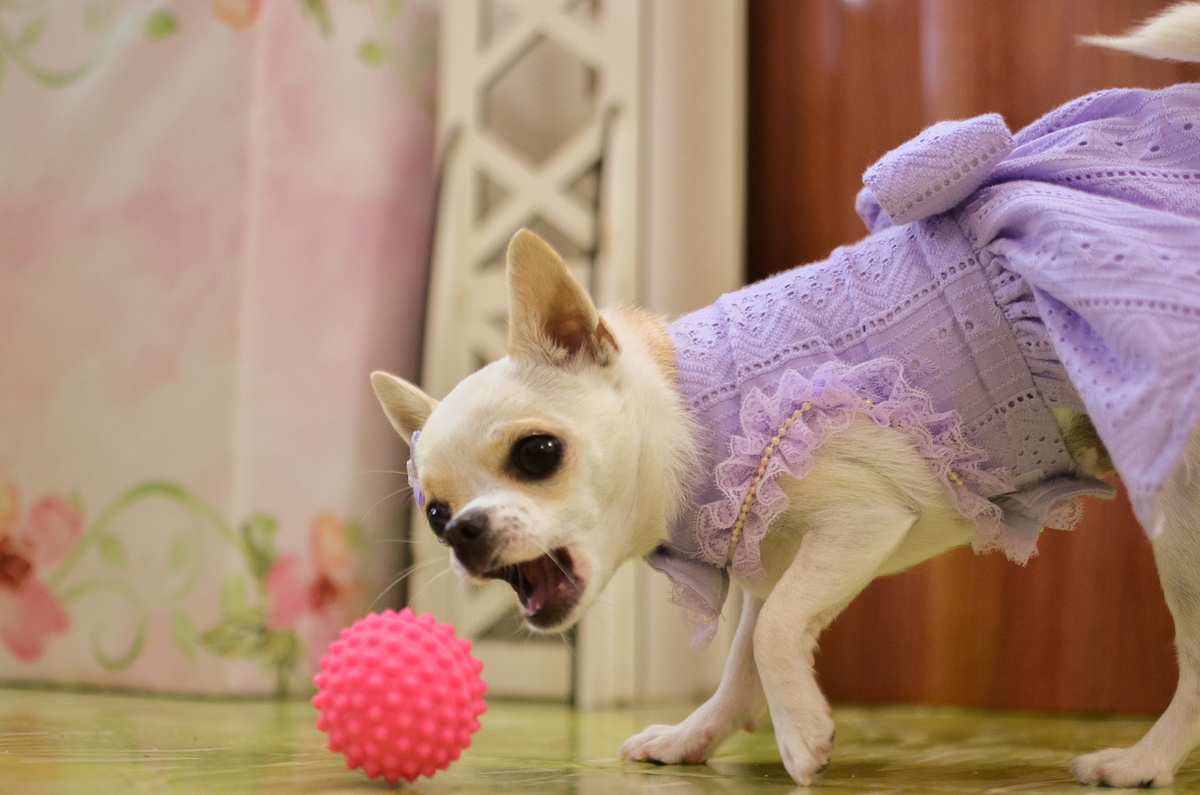 aniversário pet, natal rn, festa pet em natal, aniversario pet em natal, bolo pet, comemoração, evento pet, fotografa pet em natal rn, fotografia pet, fotografia de cães, fotógrafa pet, fotografia de cães em natal