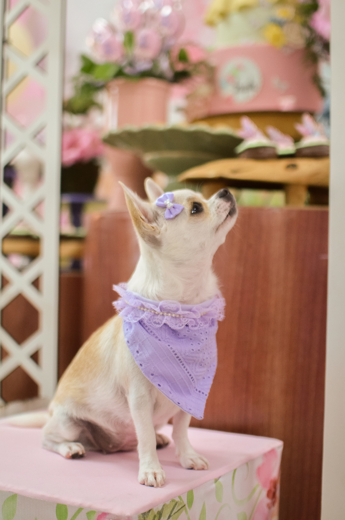 aniversário pet, natal rn, festa pet em natal, aniversario pet em natal, bolo pet, comemoração, evento pet, fotografa pet em natal rn, fotografia pet, fotografia de cães, fotógrafa pet, fotografia de cães em natal, chihuahua natal