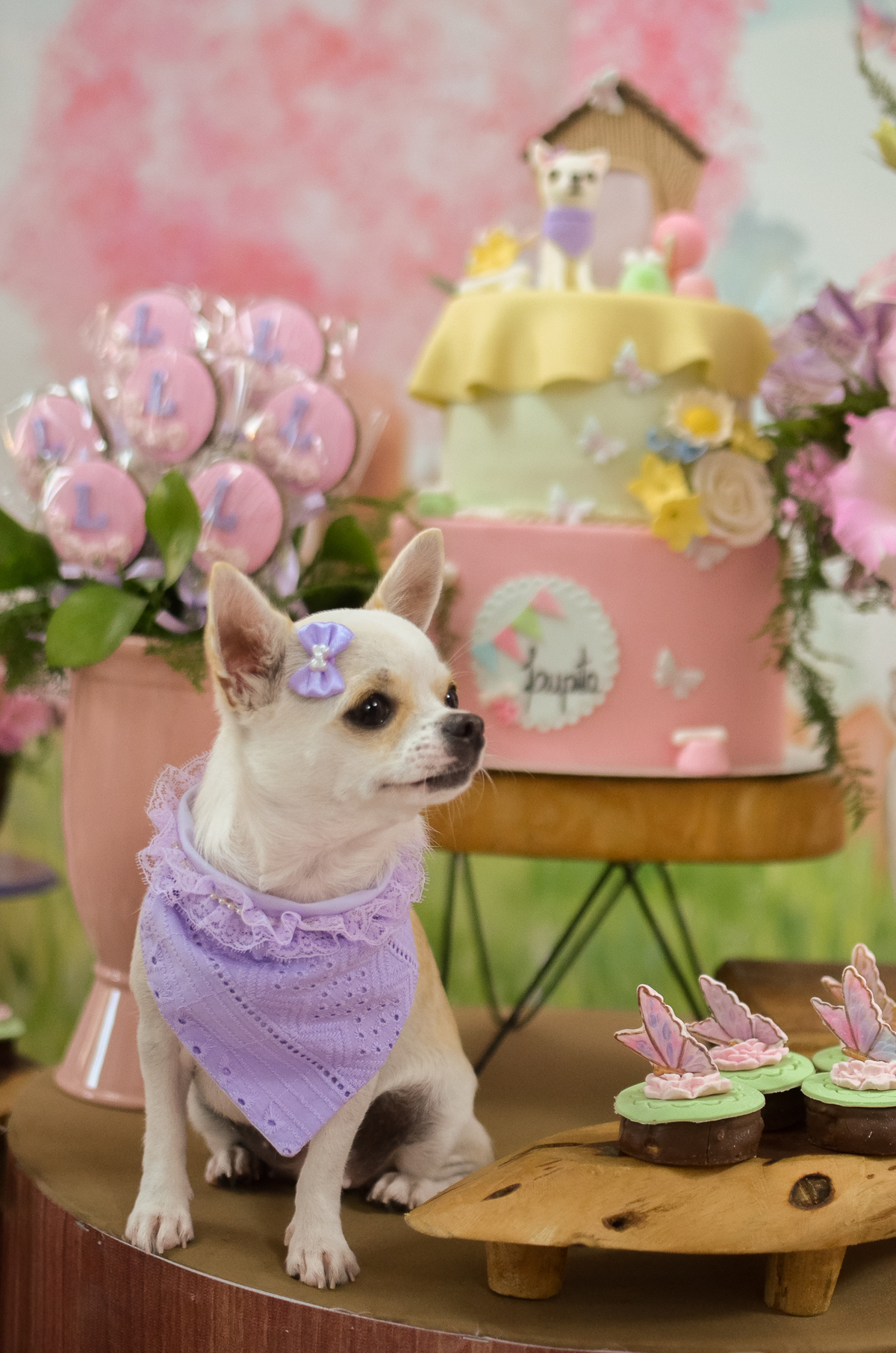 aniversário pet, natal rn, festa pet em natal, aniversario pet em natal, bolo pet, comemoração, evento pet, fotografa pet em natal rn, fotografia pet, fotografia de cães, fotógrafa pet, fotografia de cães em natal