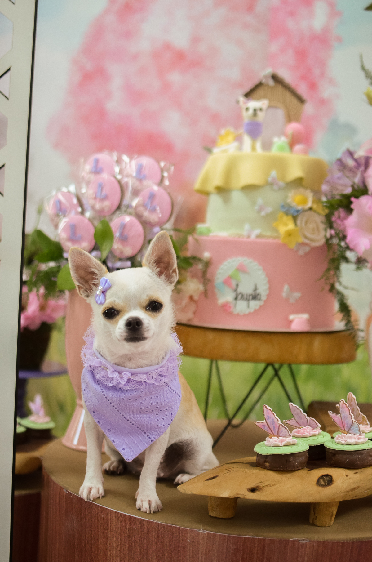 aniversário pet, natal rn, festa pet em natal, aniversario pet em natal, bolo pet, comemoração, evento pet, fotografa pet em natal rn, fotografia pet, fotografia de cães, fotógrafa pet, fotografia de cães em natal