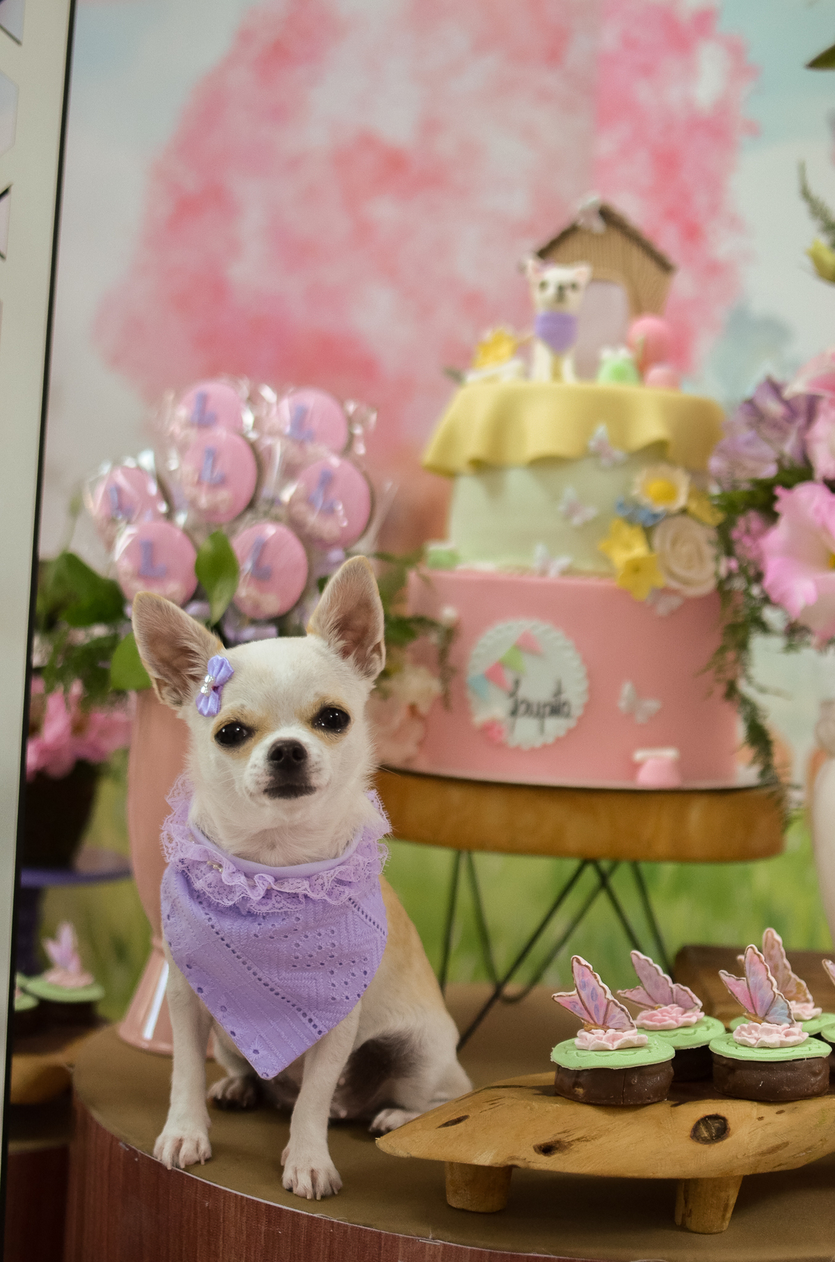 aniversário pet, natal rn, festa pet em natal, aniversario pet em natal, bolo pet, comemoração, evento pet, fotografa pet em natal rn, fotografia pet, fotografia de cães, fotógrafa pet, fotografia de cães em natal, chihuahua natal