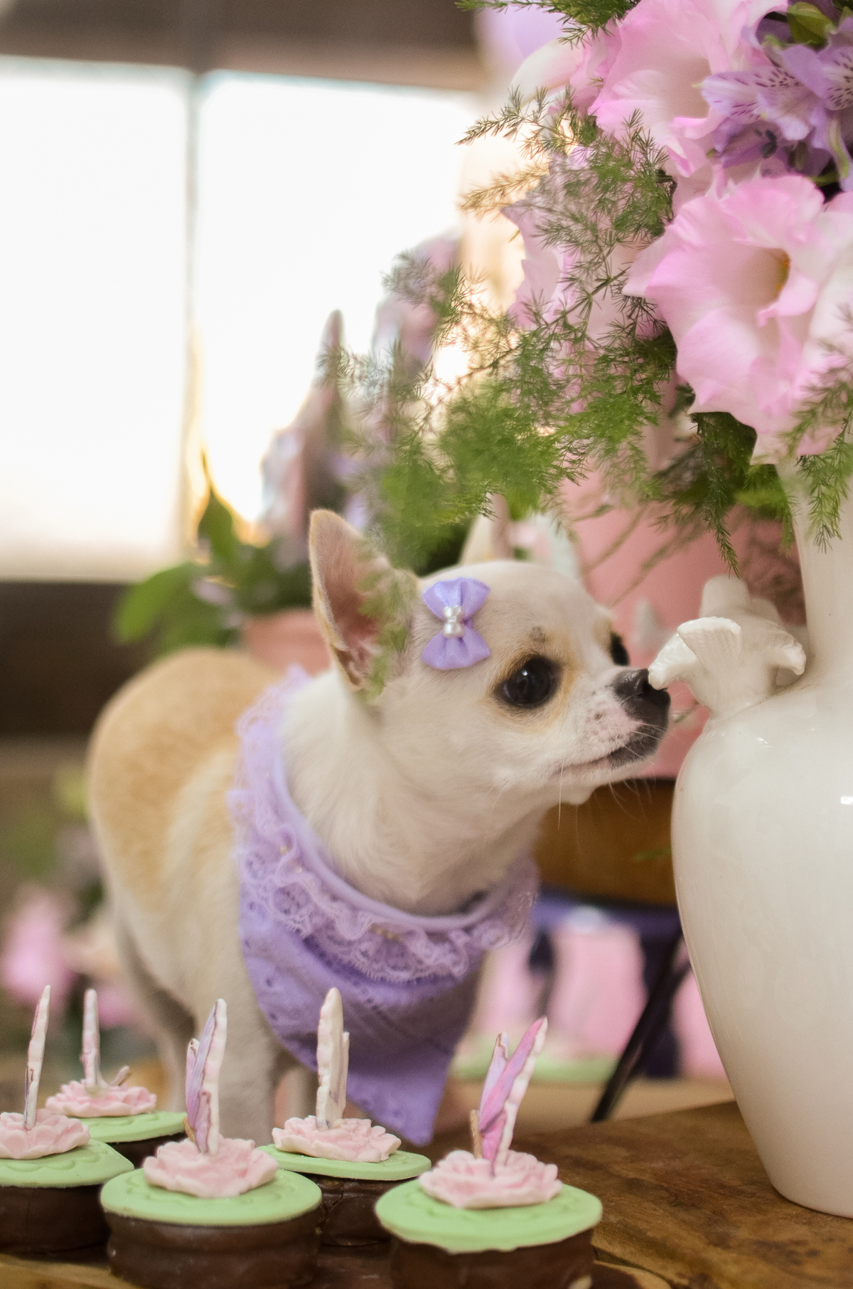 aniversário pet, natal rn, festa pet em natal, aniversario pet em natal, bolo pet, comemoração, evento pet, fotografa pet em natal rn, fotografia pet, fotografia de cães, fotógrafa pet, fotografia de cães em natal, chihuahua natal