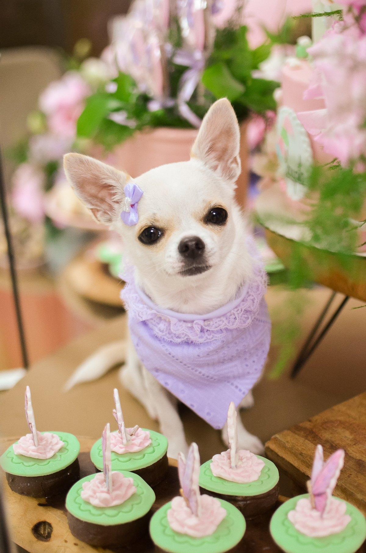 aniversário pet, natal rn, festa pet em natal, aniversario pet em natal, bolo pet, comemoração, evento pet, fotografa pet em natal rn, fotografia pet, fotografia de cães, fotógrafa pet, fotografia de cães em natal, chihuahua natal