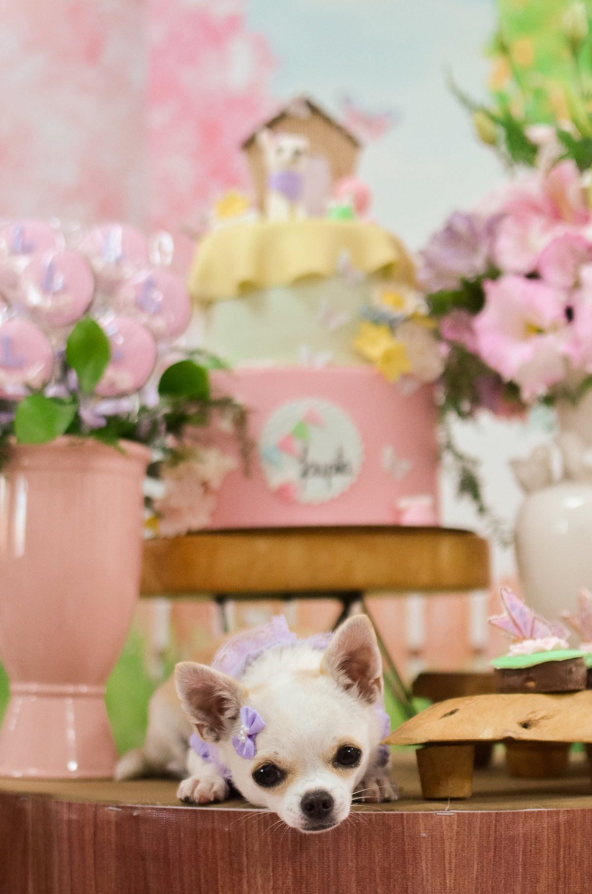 aniversário pet, natal rn, festa pet em natal, aniversario pet em natal, bolo pet, comemoração, evento pet, fotografa pet em natal rn, fotografia pet, fotografia de cães, fotógrafa pet, fotografia de cães em natal, chihuahua natal