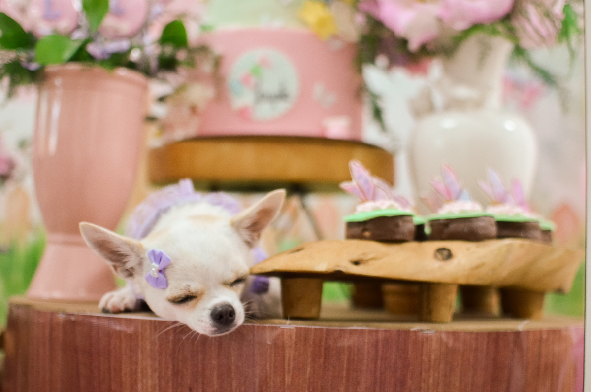 aniversário pet, natal rn, festa pet em natal, aniversario pet em natal, bolo pet, comemoração, evento pet, fotografa pet em natal rn, fotografia pet, fotografia de cães, fotógrafa pet, fotografia de cães em natal, chihuahua natal