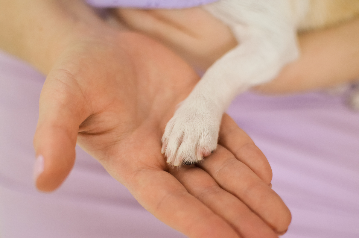 aniversário pet, natal rn, festa pet em natal, aniversario pet em natal, bolo pet, comemoração, evento pet, fotografa pet em natal rn, fotografia pet, fotografia de cães, fotógrafa pet, fotografia de cães em natal, chihuahua natal