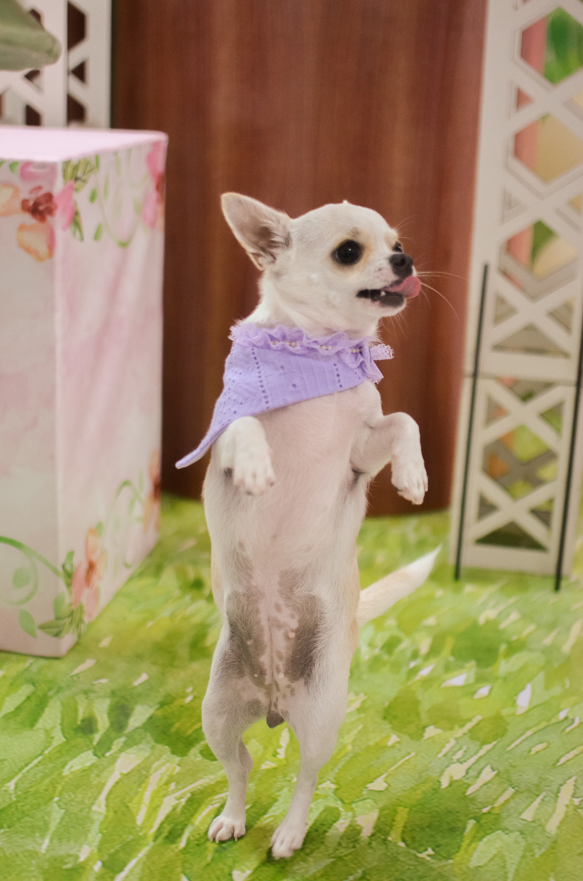 aniversário pet, natal rn, festa pet em natal, aniversario pet em natal, bolo pet, comemoração, evento pet, fotografa pet em natal rn, fotografia pet, fotografia de cães, fotógrafa pet, fotografia de cães em natal, chihuahua natal