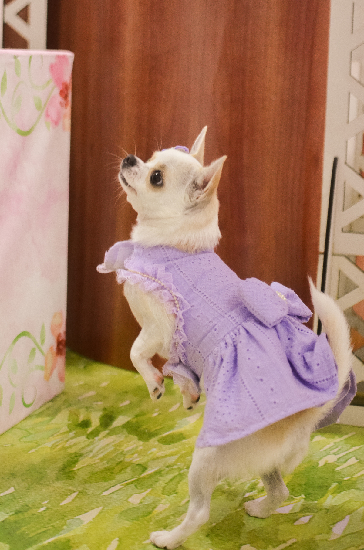 aniversário pet, natal rn, festa pet em natal, aniversario pet em natal, bolo pet, comemoração, evento pet, fotografa pet em natal rn, fotografia pet, fotografia de cães, fotógrafa pet, fotografia de cães em natal, chihuahua natal