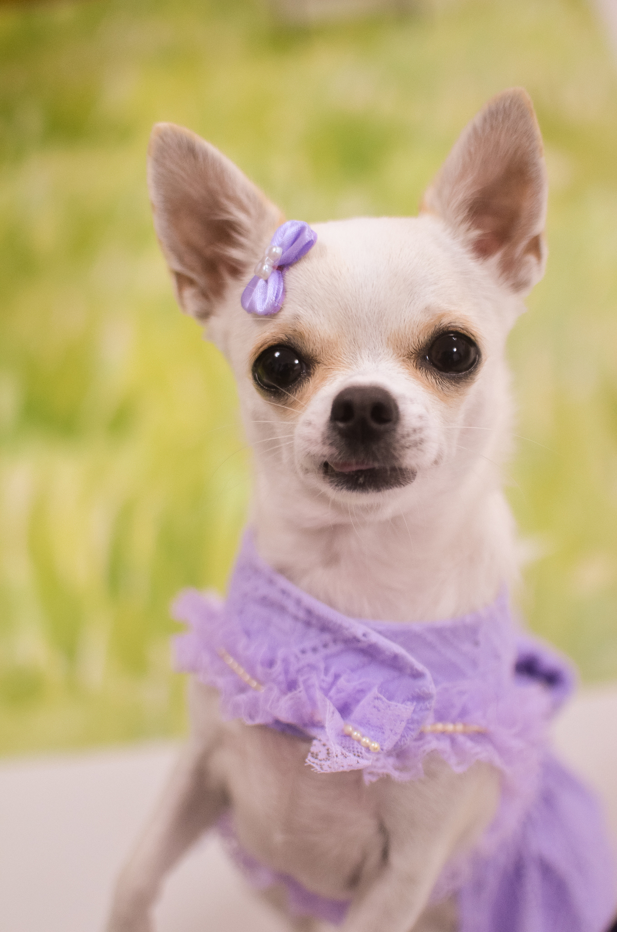 aniversário pet, natal rn, festa pet em natal, aniversario pet em natal, bolo pet, comemoração, evento pet, fotografa pet em natal rn, fotografia pet, fotografia de cães, fotógrafa pet, fotografia de cães em natal, chihuahua natal