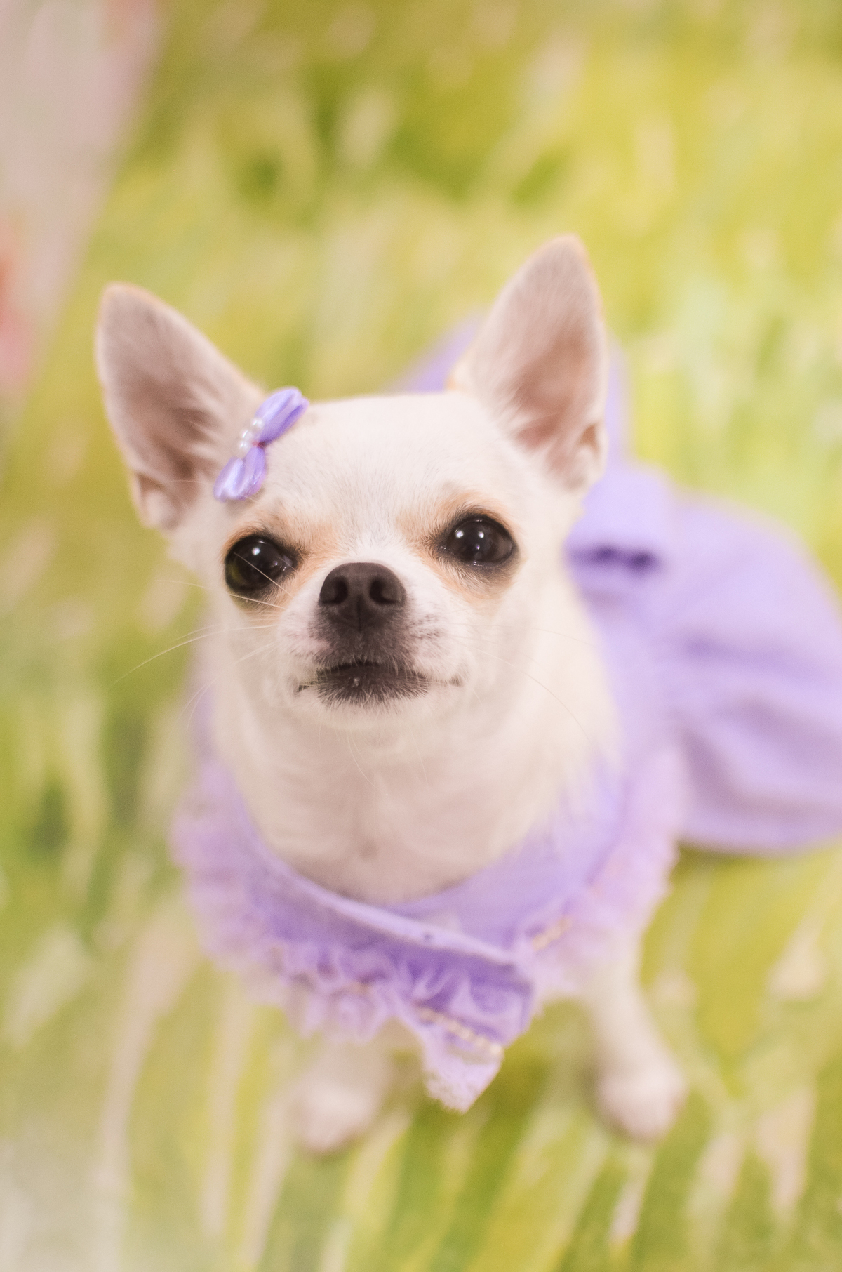 aniversário pet, natal rn, festa pet em natal, aniversario pet em natal, bolo pet, comemoração, evento pet, fotografa pet em natal rn, fotografia pet, fotografia de cães, fotógrafa pet, fotografia de cães em natal, chihuahua natal