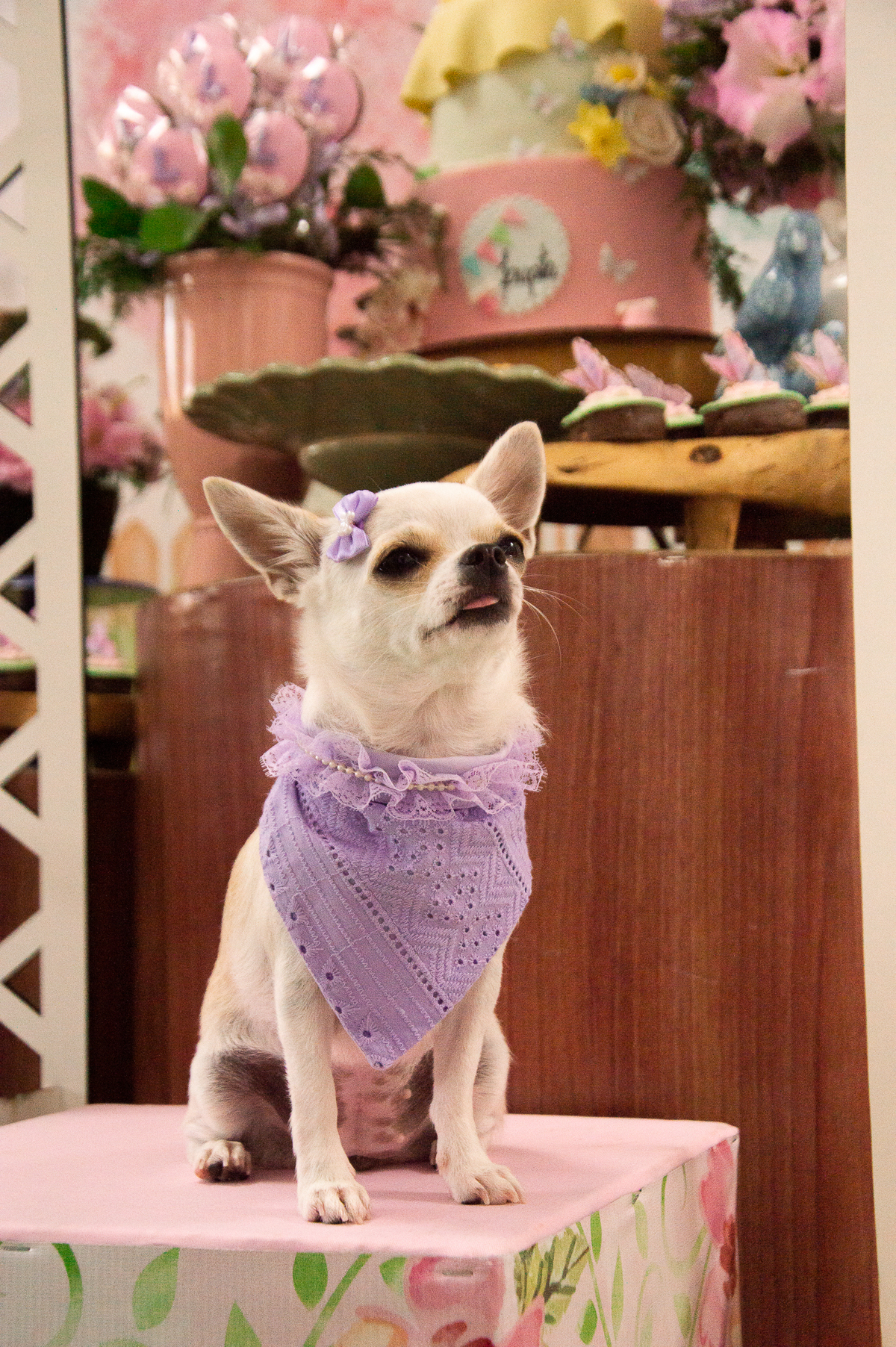 aniversário pet, natal rn, festa pet em natal, aniversario pet em natal, bolo pet, comemoração, evento pet, fotografa pet em natal rn, fotografia pet, fotografia de cães, fotógrafa pet, fotografia de cães em natal, chihuahua natal