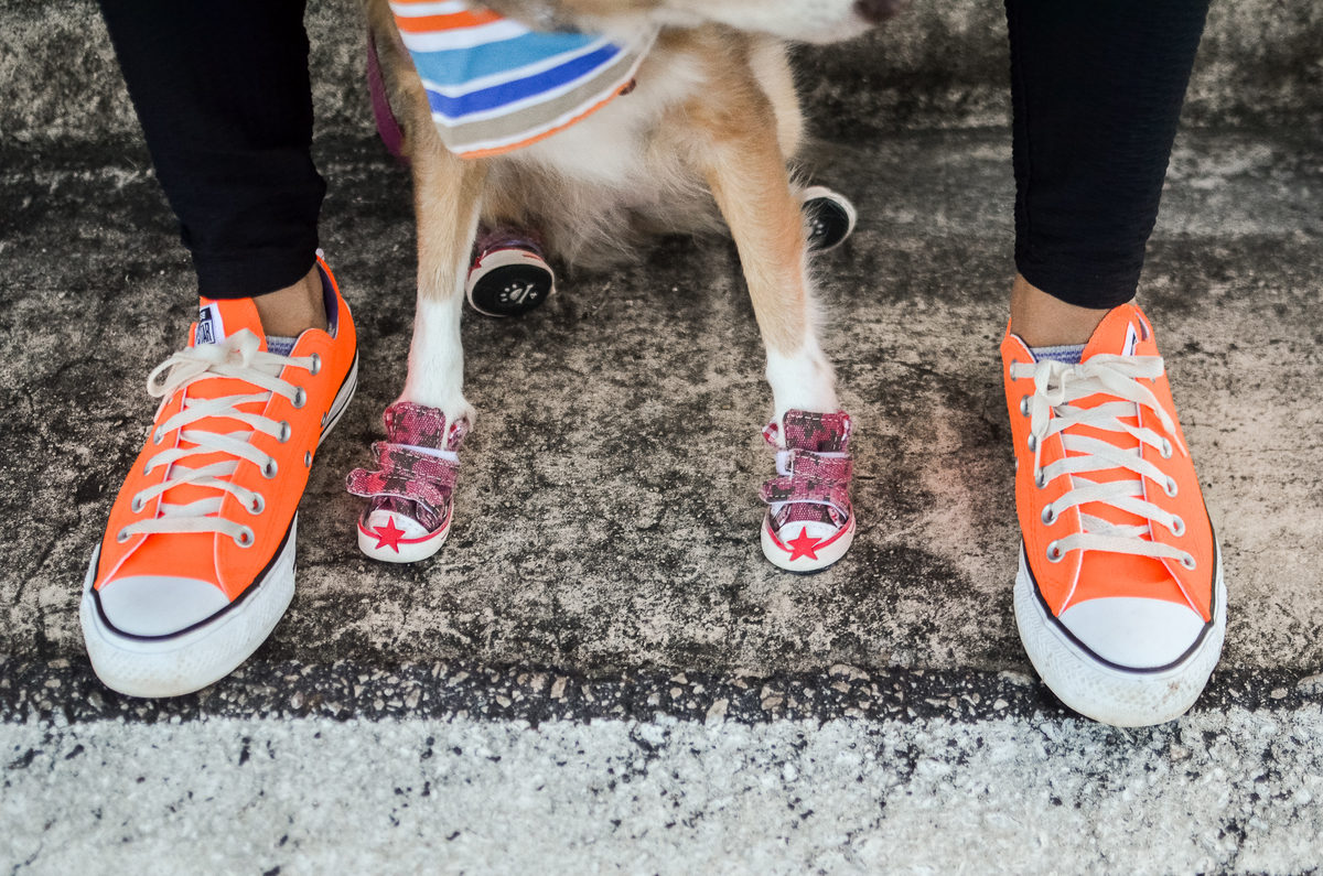 ensaio pet em natal, alphaville, cachorro, fotografia de animais, fotografia pet em natal rn, fotografa pet, fotografa de cachorro, natal rn, ensaio urbano