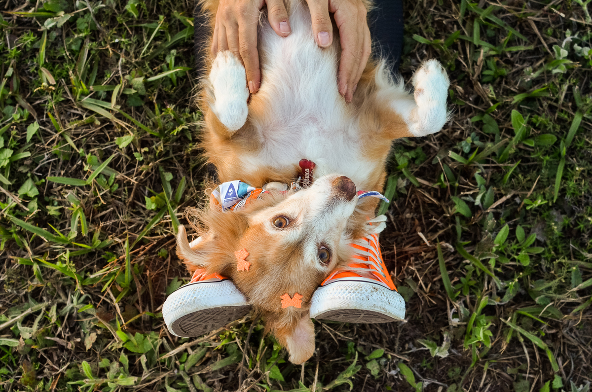 ensaio pet em natal, alphaville, cachorro, fotografia de animais, fotografia pet em natal rn, fotografa pet, fotografa de cachorro, natal rn, ensaio urbano