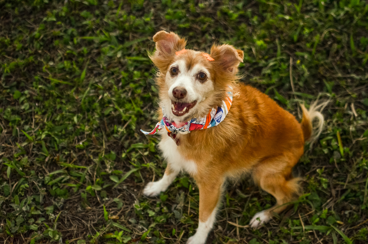 ensaio pet em natal, alphaville, cachorro, fotografia de animais, fotografia pet em natal rn, fotografa pet, fotografa de cachorro, natal rn, ensaio urbano