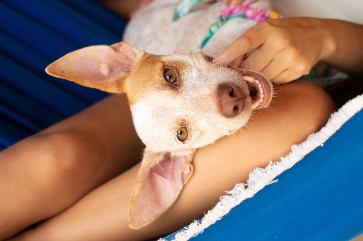 Ensaio em casa, ensaio fotografico com pet, ensaio de gestante, fotografia pet em familia, fotografa de cachorro em natal, fotografia de cachorro, foto pet, natal rn, gravidez, ensaio revelação