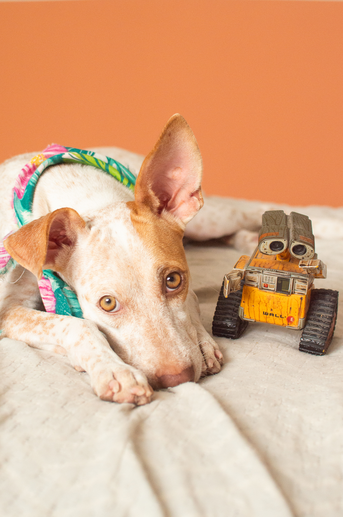 Ensaio em casa, ensaio fotografico com pet, ensaio de gestante, fotografia pet em familia, fotografa de cachorro em natal, fotografia de cachorro, foto pet, natal rn, gravidez, ensaio revelação