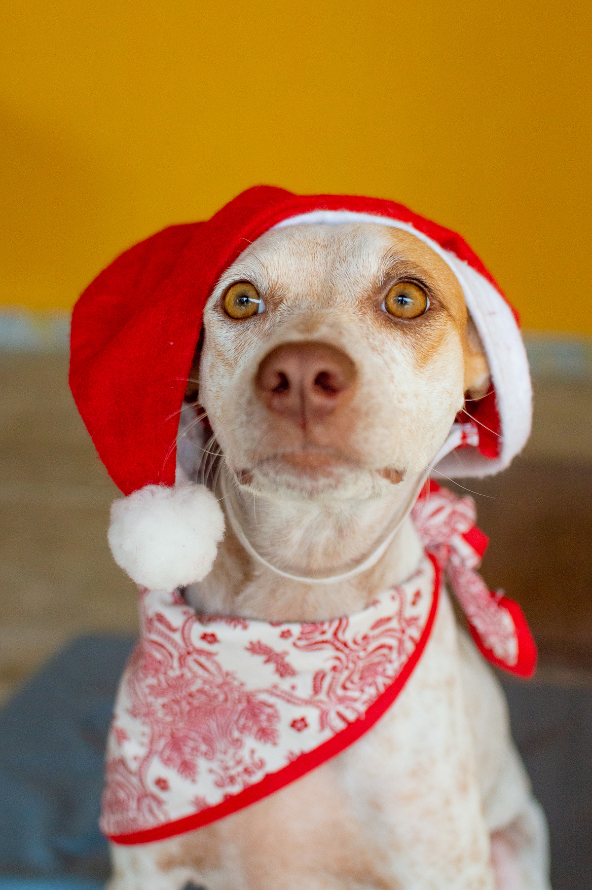 Ensaio em casa, ensaio fotografico com pet, ensaio de gestante, fotografia pet em familia, fotografa de cachorro em natal, fotografia de cachorro, foto pet, natal rn, gravidez, ensaio revelação