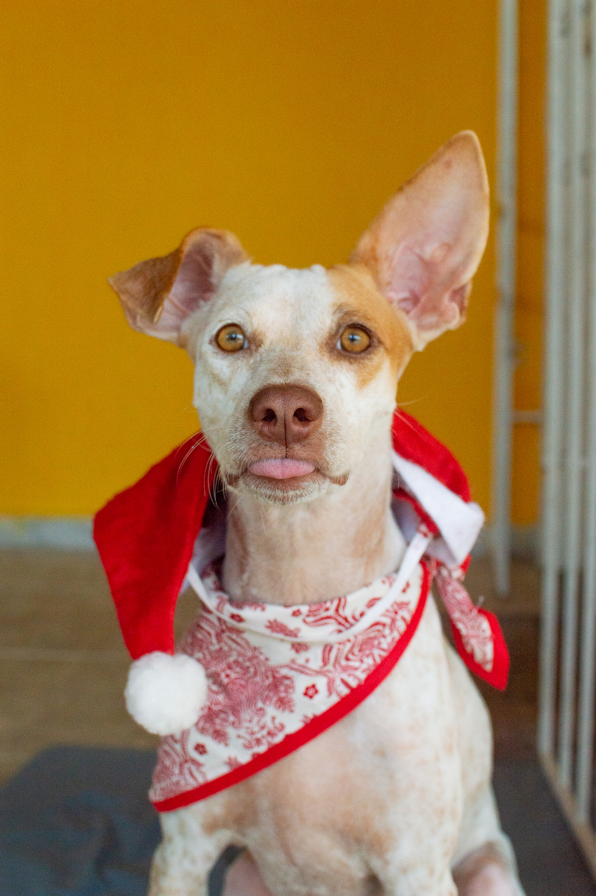 Ensaio em casa, ensaio fotografico com pet, ensaio de gestante, fotografia pet em familia, fotografa de cachorro em natal, fotografia de cachorro, foto pet, natal rn, gravidez, ensaio revelação