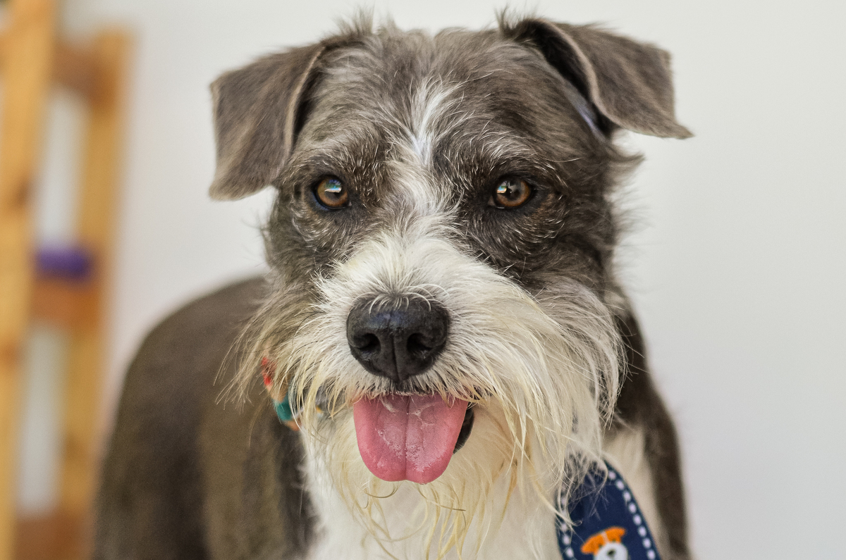 Ensaio em casa, ensaio fotografico com pet, ensaio de gestante, fotografia pet em familia, fotografa de cachorro em natal, fotografia de cachorro, foto pet, natal rn, gravidez, ensaio revelação