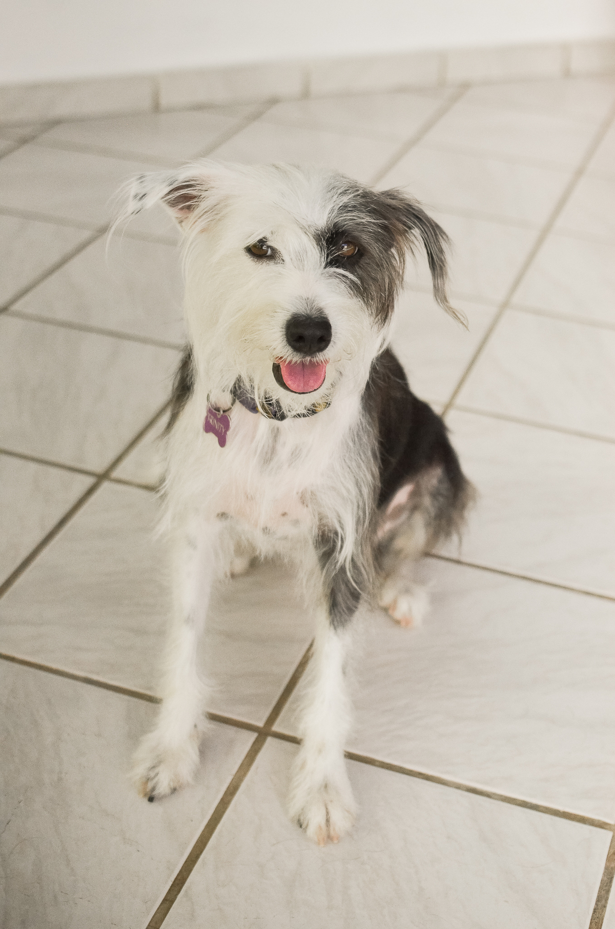 Ensaio em casa, ensaio fotografico com pet, ensaio de gestante, fotografia pet em familia, fotografa de cachorro em natal, fotografia de cachorro, foto pet, natal rn, gravidez, ensaio revelação