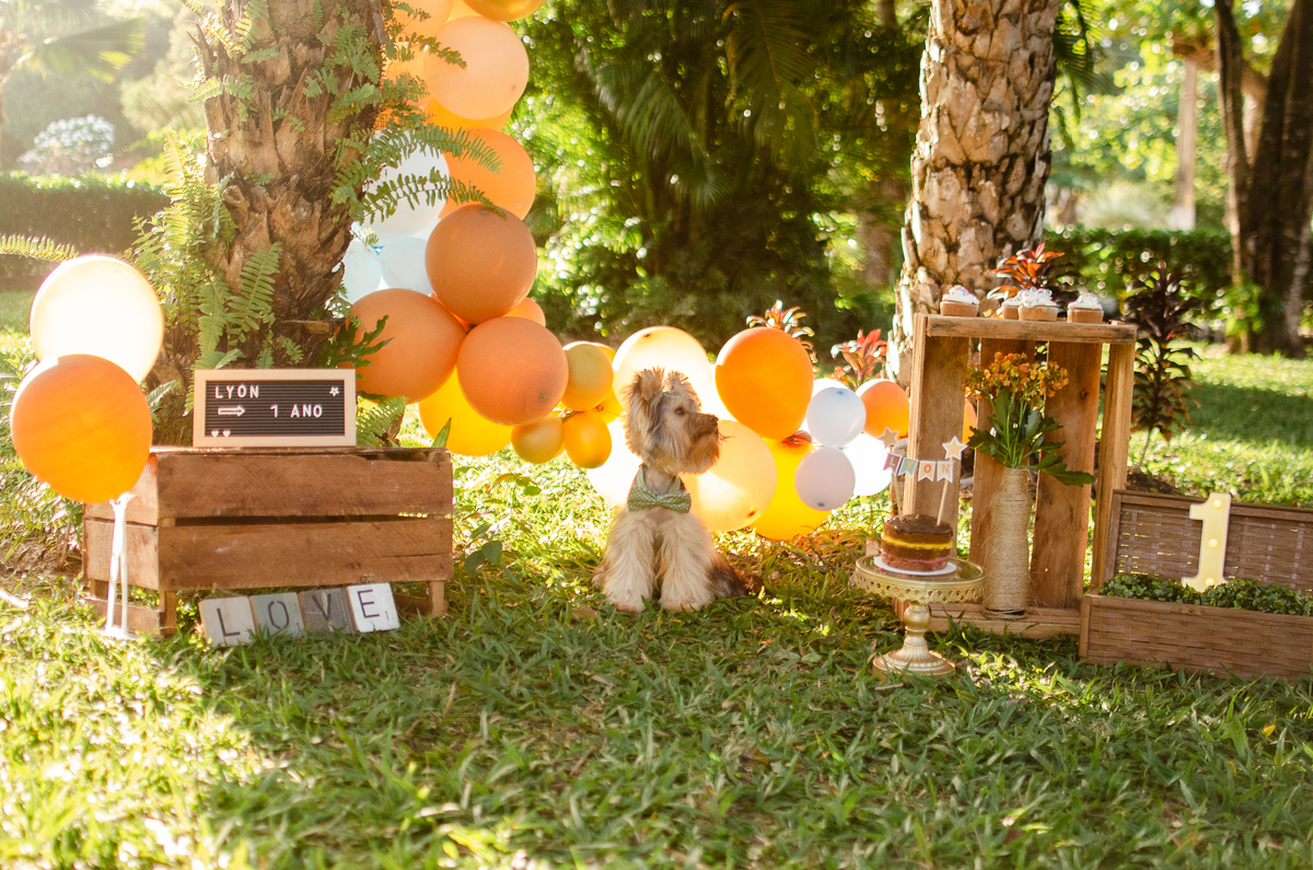 ensaio festa pet, fotografia pet, ufrn, festa pra cachorro, bolo pet, decoração, fotografia pet, ensaio pet, yorkshire natal 