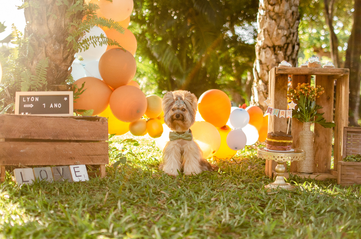 ensaio festa pet, fotografia pet, ufrn, festa pra cachorro, bolo pet, decoração, fotografia pet, ensaio pet, yorkshire natal 