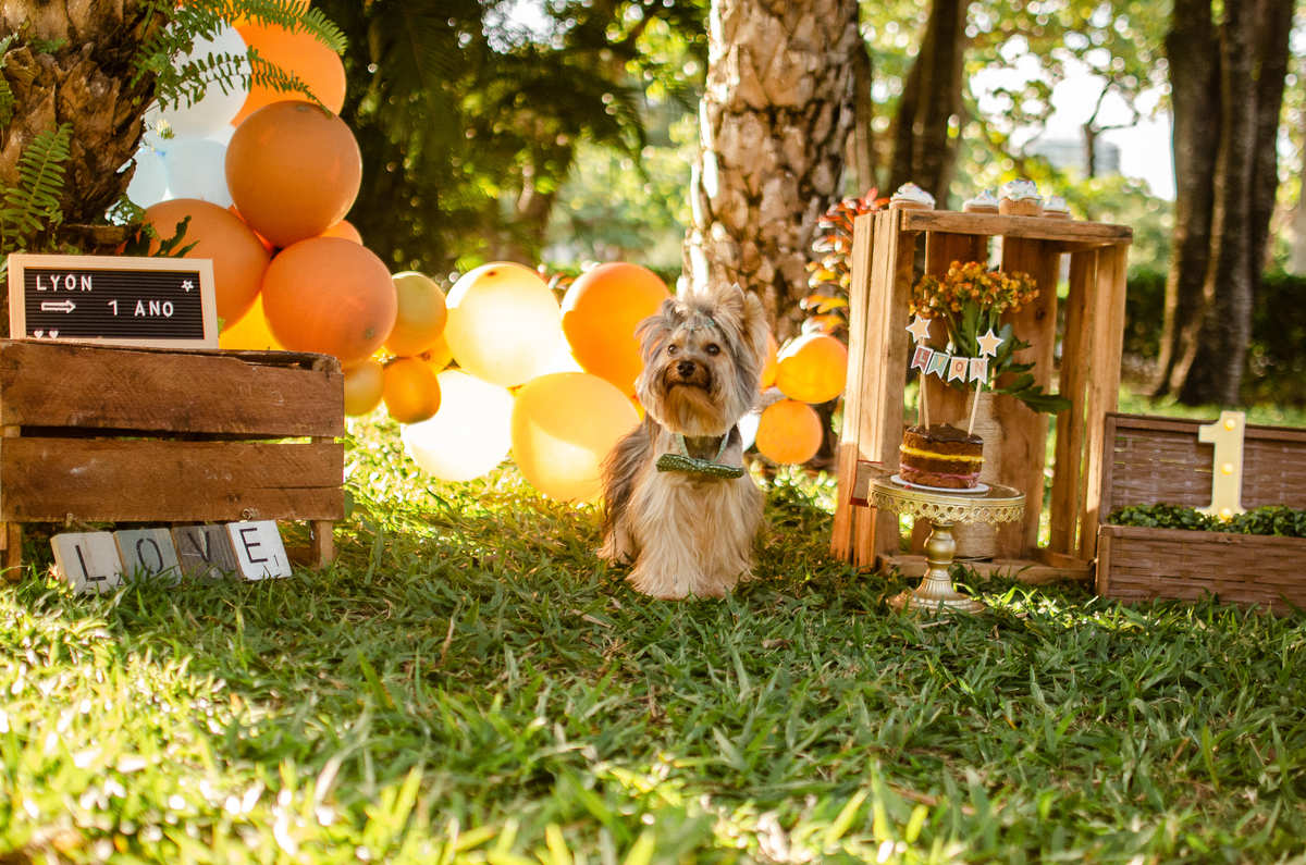 ensaio festa pet, fotografia pet, ufrn, festa pra cachorro, bolo pet, decoração, fotografia pet, ensaio pet, yorkshire natal 