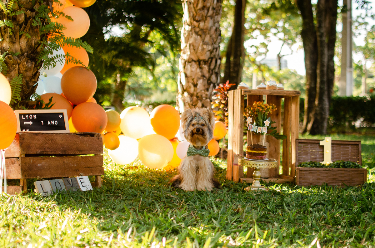 ensaio festa pet, fotografia pet, ufrn, festa pra cachorro, bolo pet, decoração, fotografia pet, ensaio pet, yorkshire natal 