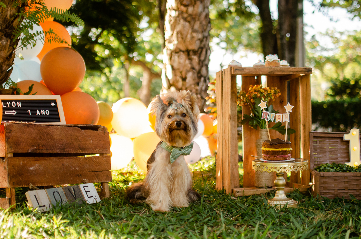 ensaio festa pet, fotografia pet, ufrn, festa pra cachorro, bolo pet, decoração, fotografia pet, ensaio pet, yorkshire natal 