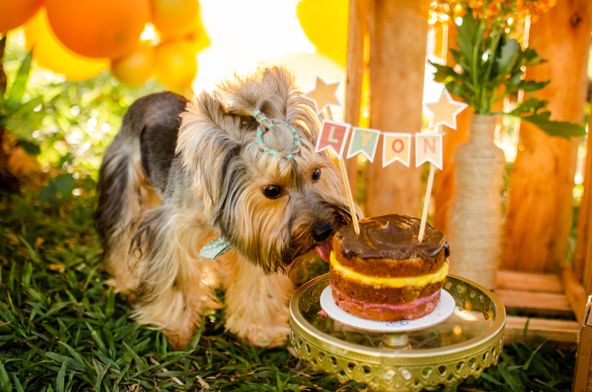 ensaio festa pet, fotografia pet, ufrn, festa pra cachorro, bolo pet, decoração, fotografia pet, ensaio pet, yorkshire natal 