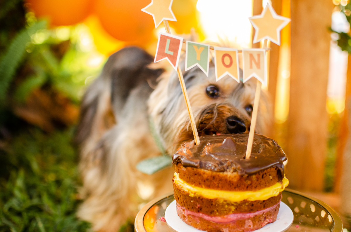 ensaio festa pet, fotografia pet, ufrn, festa pra cachorro, bolo pet, decoração, fotografia pet, ensaio pet, yorkshire natal 