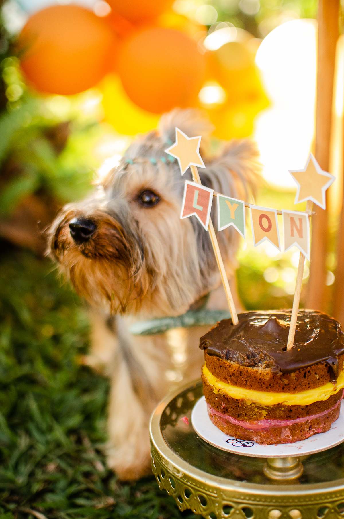 ensaio festa pet, fotografia pet, ufrn, festa pra cachorro, bolo pet, decoração, fotografia pet, ensaio pet, yorkshire natal 