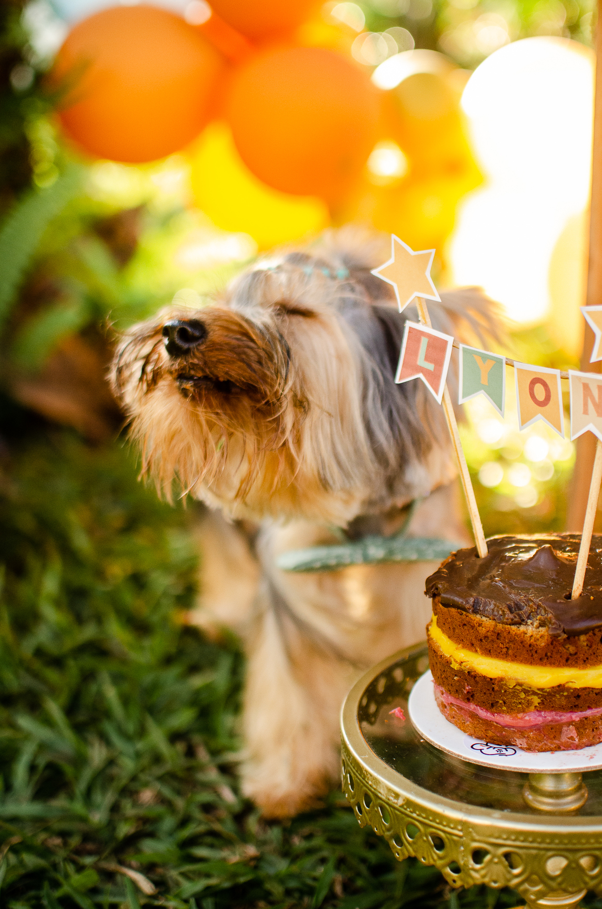 ensaio festa pet, fotografia pet, ufrn, festa pra cachorro, bolo pet, decoração, fotografia pet, ensaio pet, yorkshire natal 