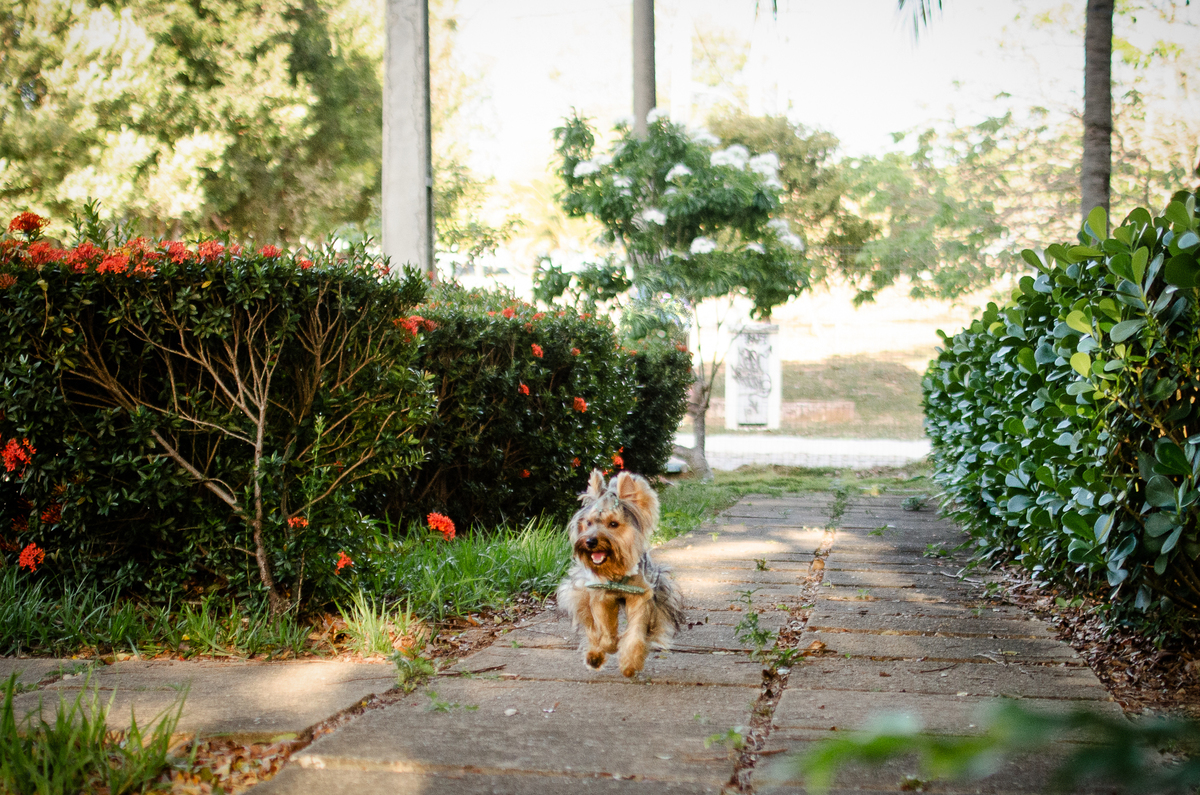 ensaio festa pet, fotografia pet, ufrn, festa pra cachorro, bolo pet, decoração, fotografia pet, ensaio pet, yorkshire natal 