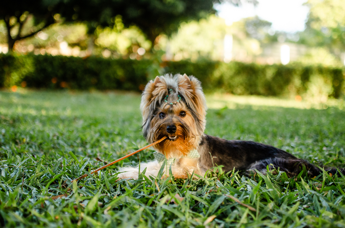 ensaio festa pet, fotografia pet, ufrn, festa pra cachorro, bolo pet, decoração, fotografia pet, ensaio pet, yorkshire natal 