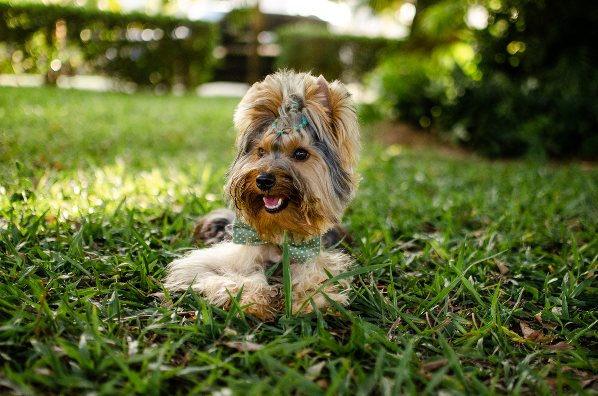 ensaio festa pet, fotografia pet, ufrn, festa pra cachorro, bolo pet, decoração, fotografia pet, ensaio pet, yorkshire natal 