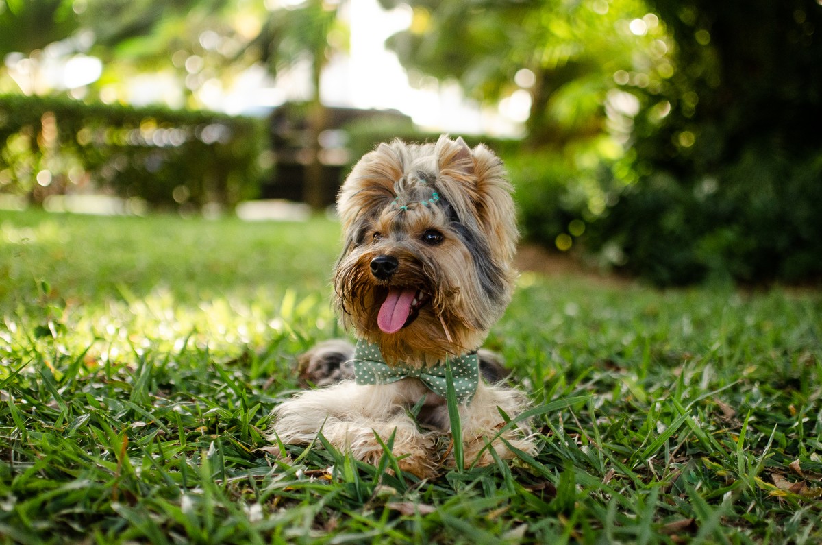 ensaio festa pet, fotografia pet, ufrn, festa pra cachorro, bolo pet, decoração, fotografia pet, ensaio pet, yorkshire natal 