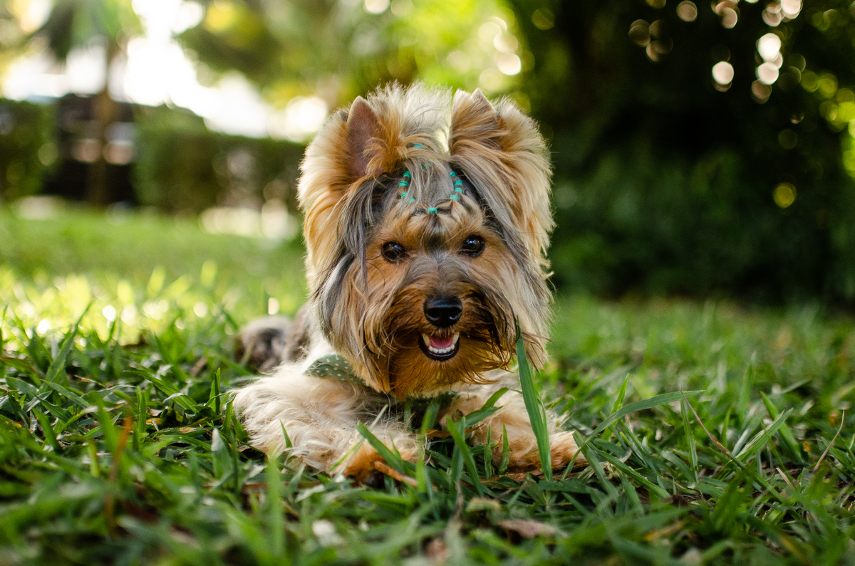 ensaio festa pet, fotografia pet, ufrn, festa pra cachorro, bolo pet, decoração, fotografia pet, ensaio pet, yorkshire natal 