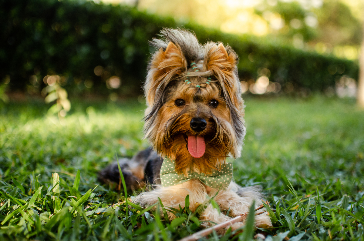 ensaio festa pet, fotografia pet, ufrn, festa pra cachorro, bolo pet, decoração, fotografia pet, ensaio pet, yorkshire natal 