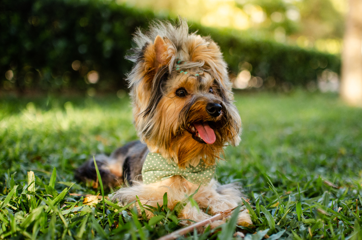 ensaio festa pet, fotografia pet, ufrn, festa pra cachorro, bolo pet, decoração, fotografia pet, ensaio pet, yorkshire natal 